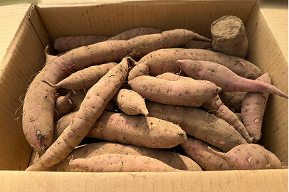熟成紅はるか 5kg（S・Mサイズ混合・2〜3人家族向け・訳あり品）