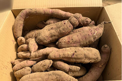熟成紅はるか 10kg（S・Mサイズ混合・5人以上のご家族・BBQ向け・訳あり品）