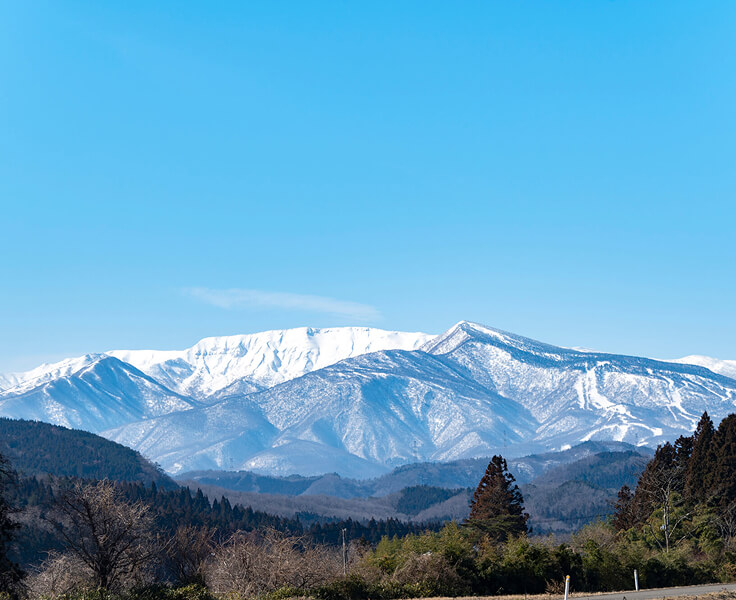 蔵王のふもと、川崎町の畑で育つ紅はるか
