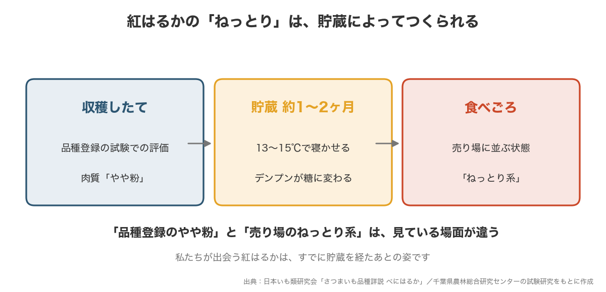 収穫したては品種登録上「やや粉」、13〜15℃で約1〜2ヶ月貯蔵することで「ねっとり」になるまでの流れを示した図