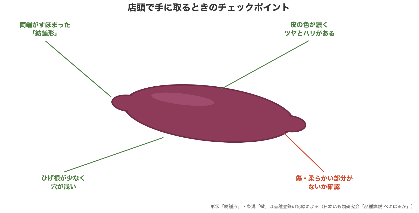 店頭でさつまいもを手に取るときのチェックポイント。紡錘形、皮のツヤとハリ、ひげ根の少なさ、傷や柔らかい部分がないか