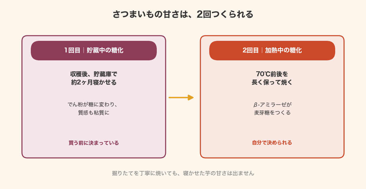 さつまいもの甘さは貯蔵中の糖化と加熱中の糖化の2回でつくられることを示した図