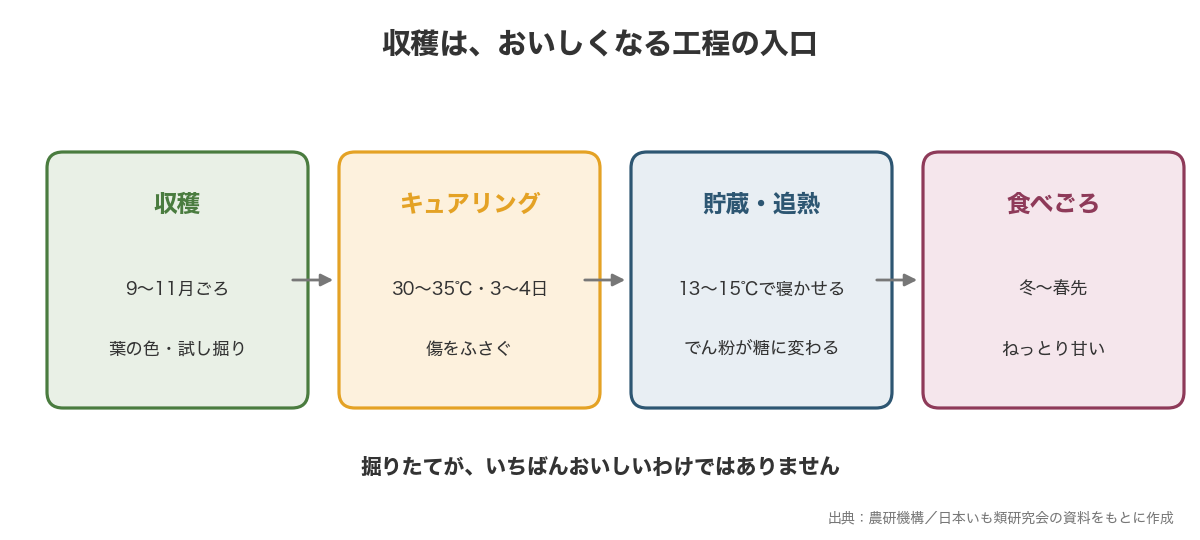 さつまいもは収穫のあとキュアリング・貯蔵・追熟を経て食べごろになる流れを示した図