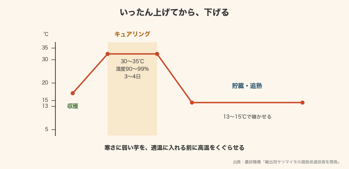 キュアリングで30〜35℃に上げてから貯蔵温度13〜15℃に下げる温度の推移を示した図