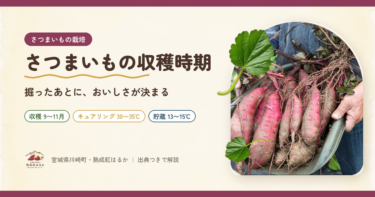 収穫したての紅はるかを、つるをつけたままザルに入れて持つ農家の手