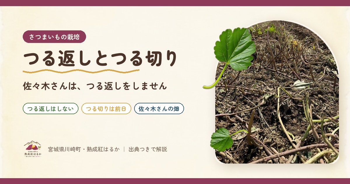 さつまいものつる返しとつる切り｜佐々木さんは、つる返しをしていません