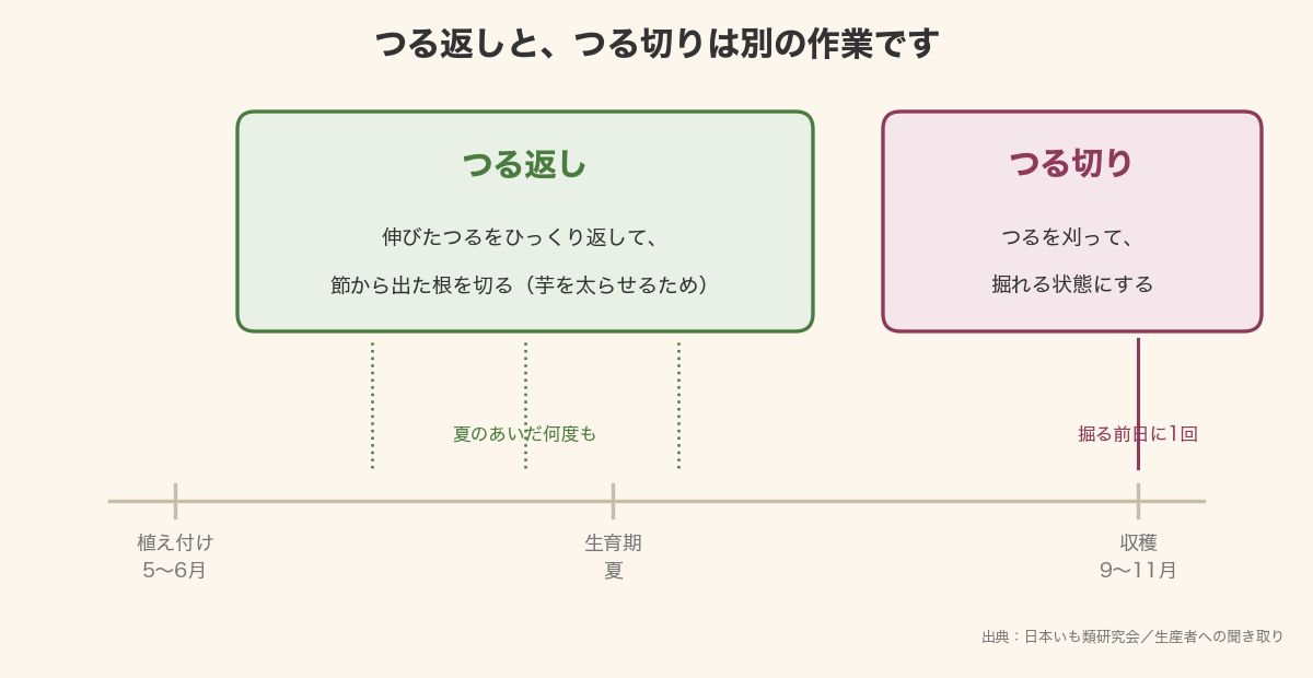 つる返しは生育期に何度も行う作業、つる切りは収穫直前に一度だけ行う作業であることを示した図