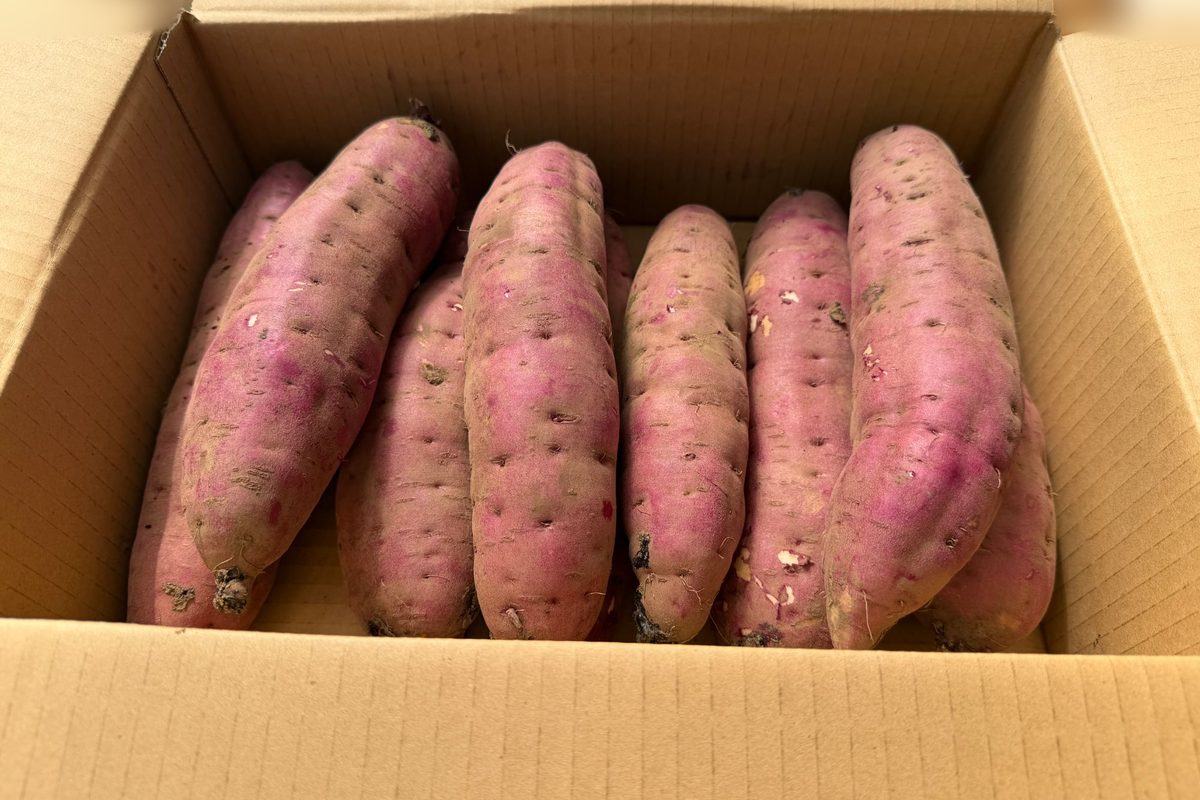 段ボール箱に詰めた、洗った熟成紅はるか 5kg（正規品・2Lサイズ）