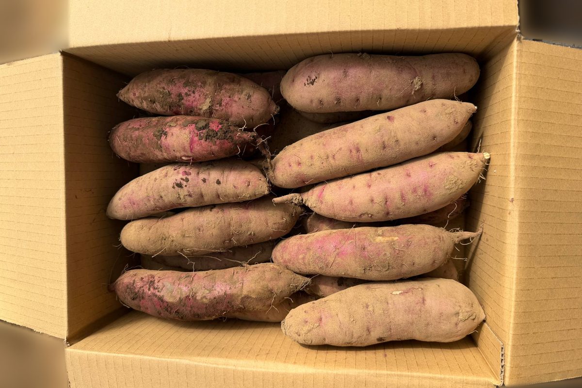段ボール箱に詰めた、土つきの熟成紅はるか 5kg（正規品・Mサイズ）